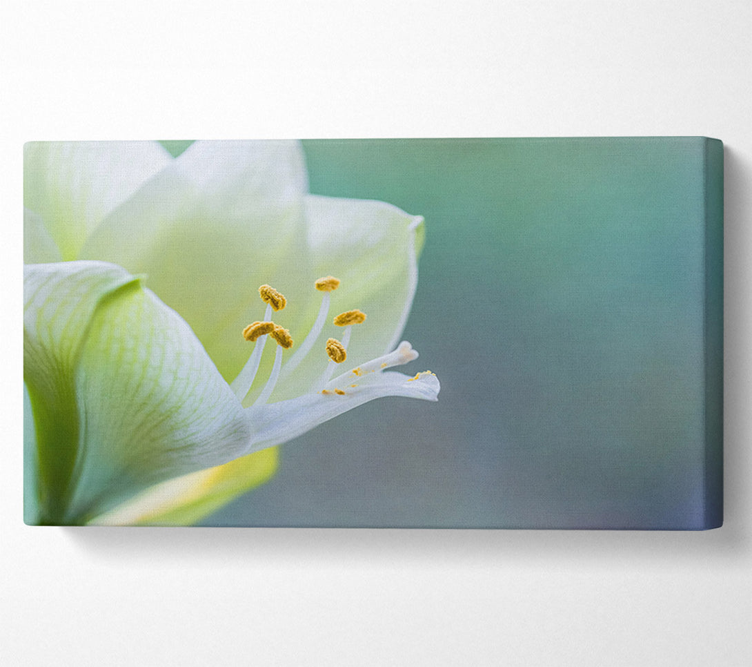  A Canvas Print of White flower with pollen Canvas Wall Art