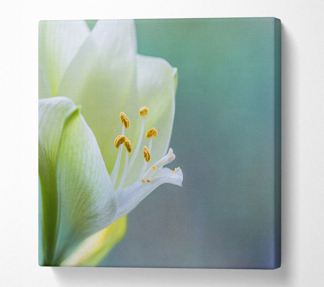  A Canvas Print of White flower with pollen Canvas Wall Art
