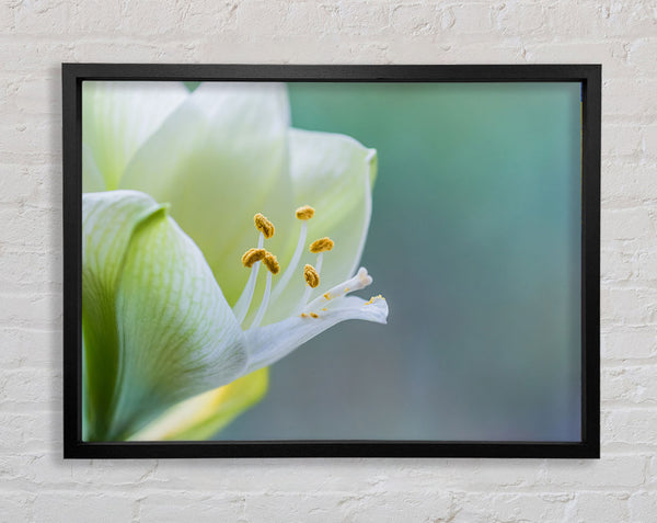 White flower with pollen Framed Print
