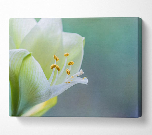  A Canvas Print of White flower with pollen Canvas Wall Art