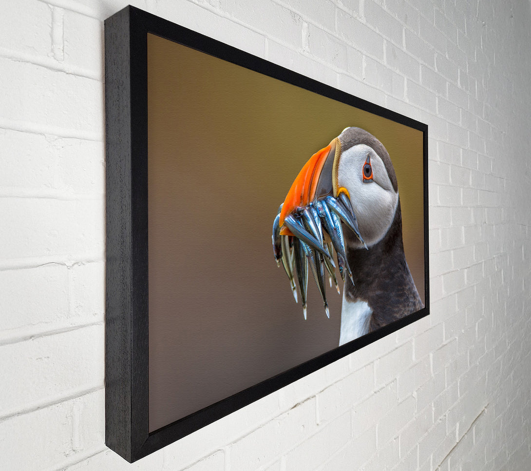  A Canvas Print of Puffin with a mouthall of fish Canvas Art