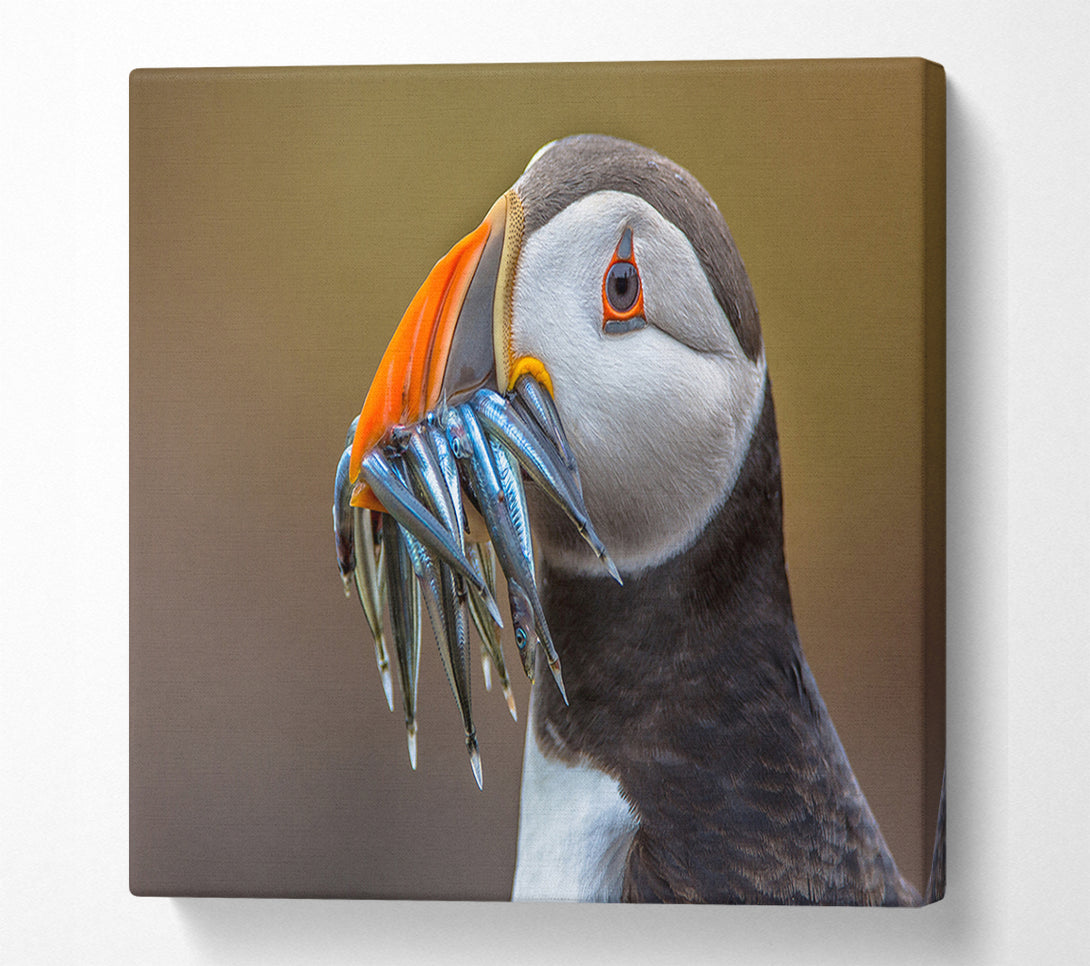  A Canvas Print of Puffin with a mouthall of fish Canvas Art
