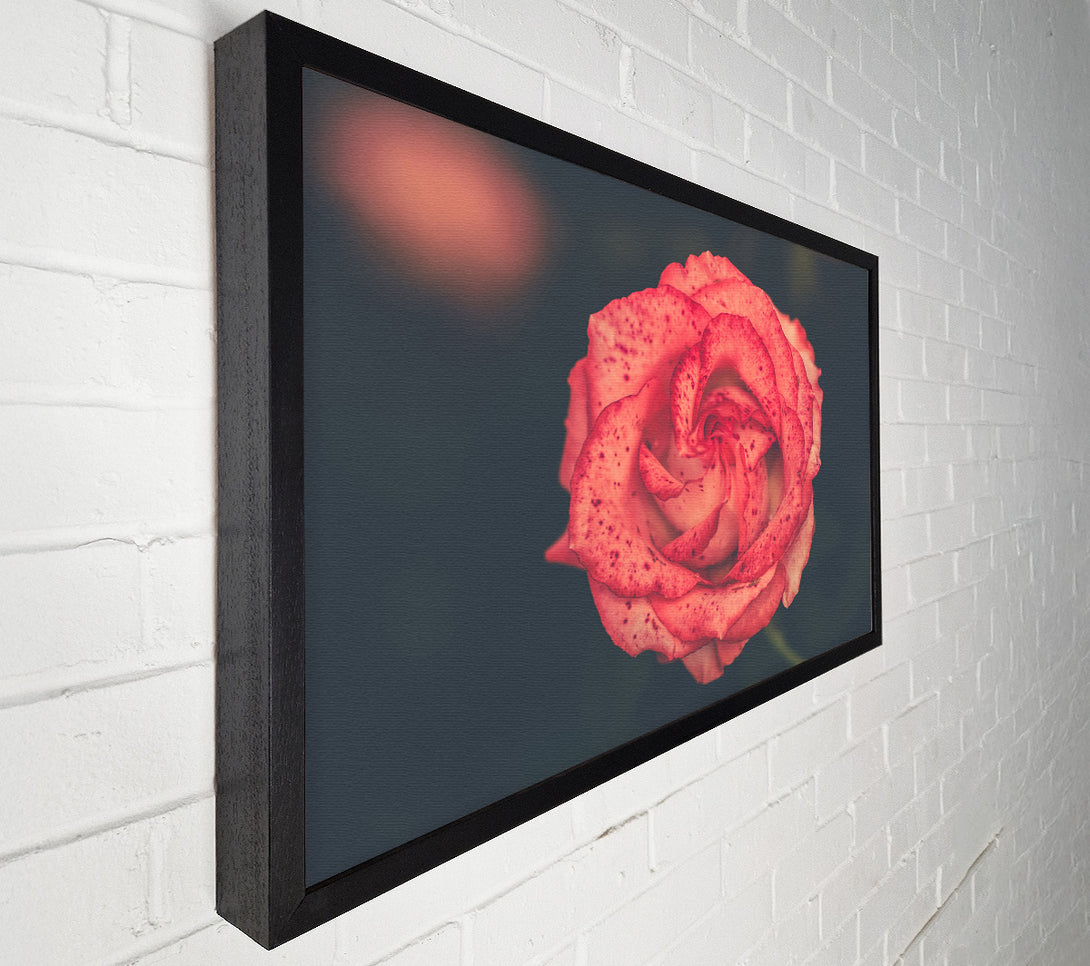  A Canvas Print of Pretty speckled flower Canvas Art