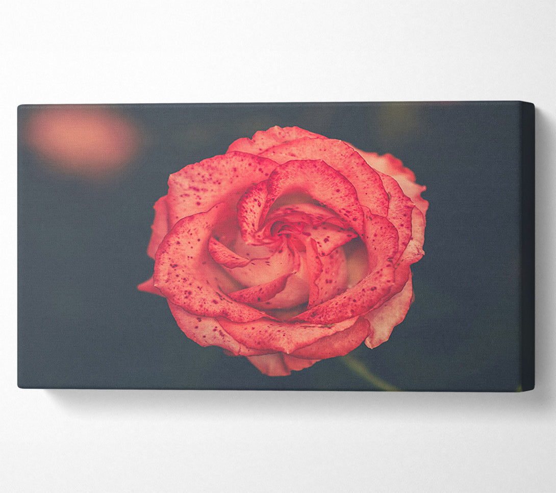  A Canvas Print of Pretty speckled flower Canvas Art