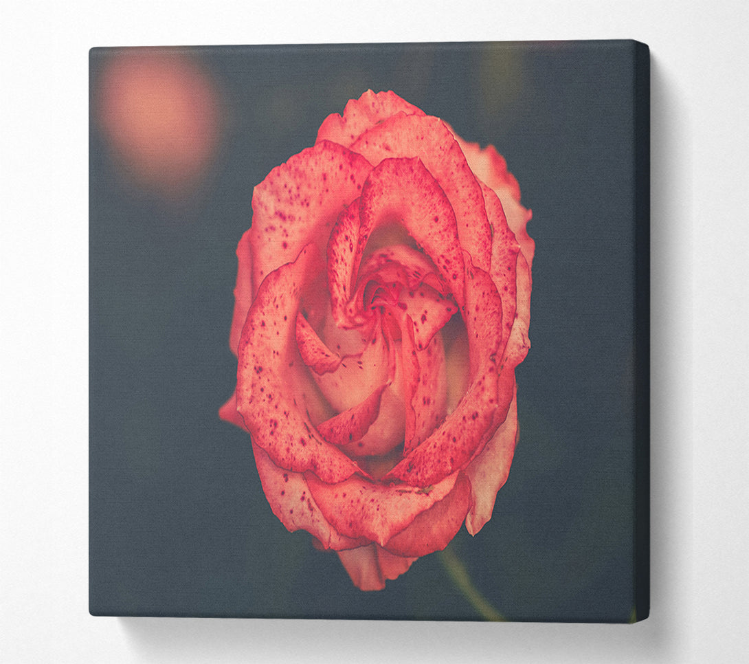  A Canvas Print of Pretty speckled flower Canvas Art