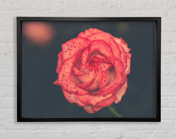 Pretty speckled flower Framed Print