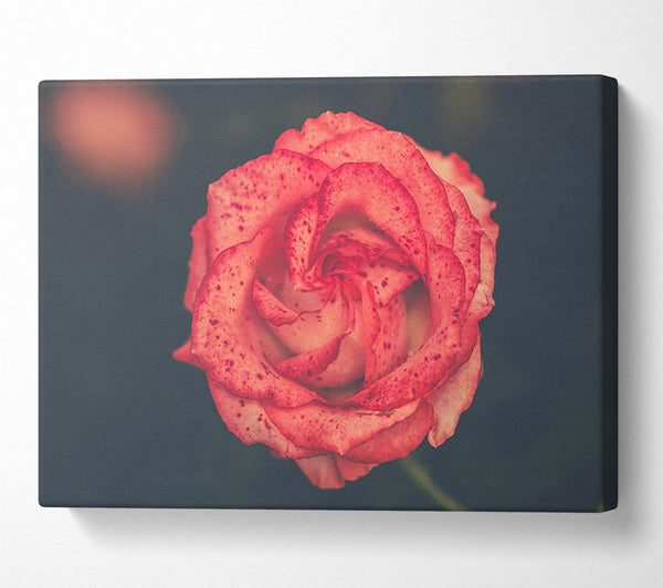  A Canvas Print of Pretty speckled flower Canvas Art