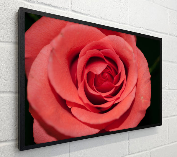 Rose coloured flower
