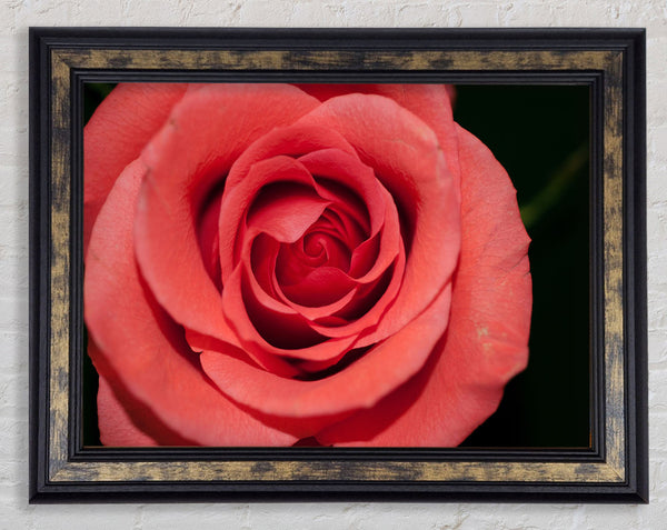 Rose coloured flower Framed Print