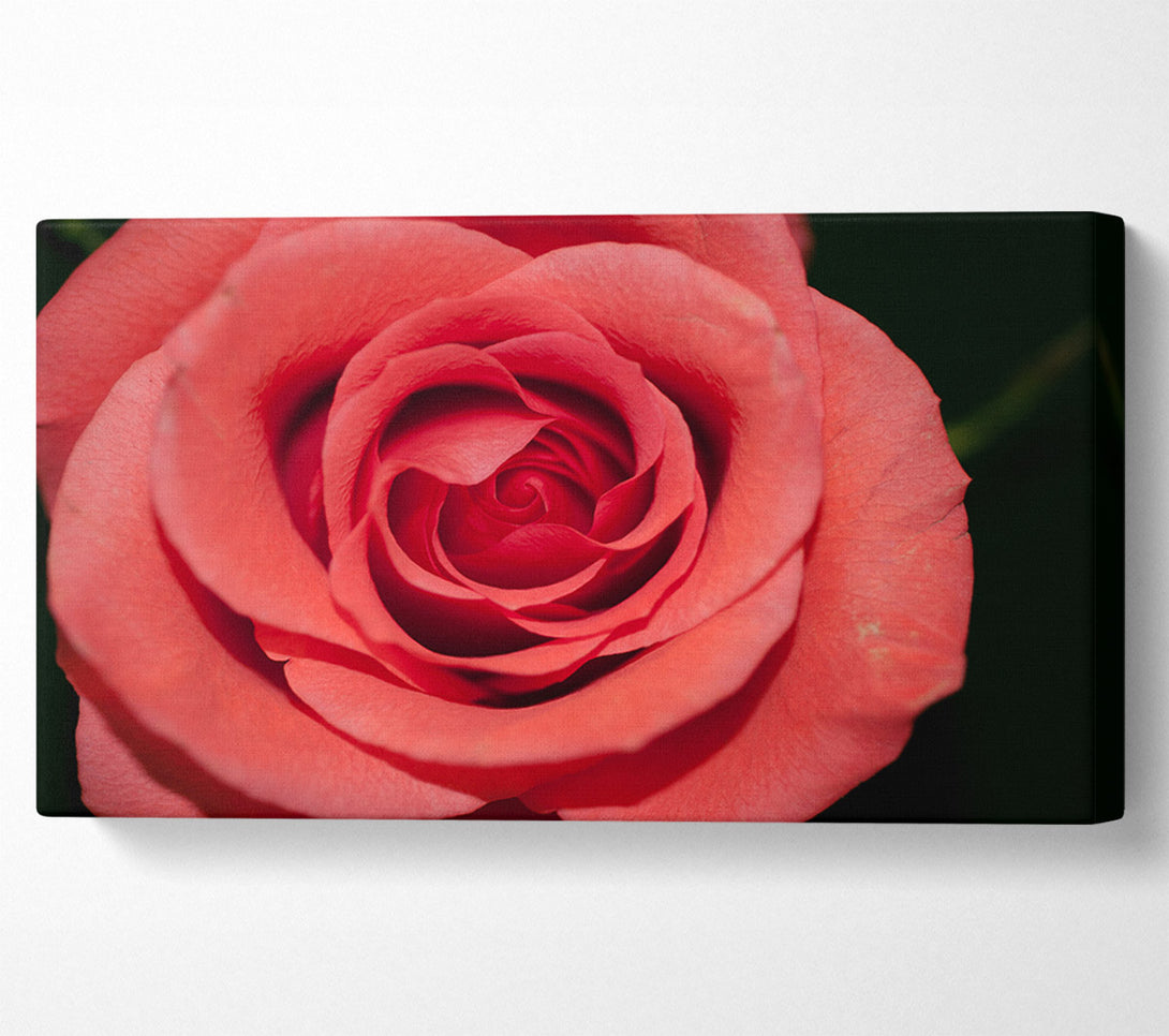  A Canvas Print of Rose coloured flower Canvas Art