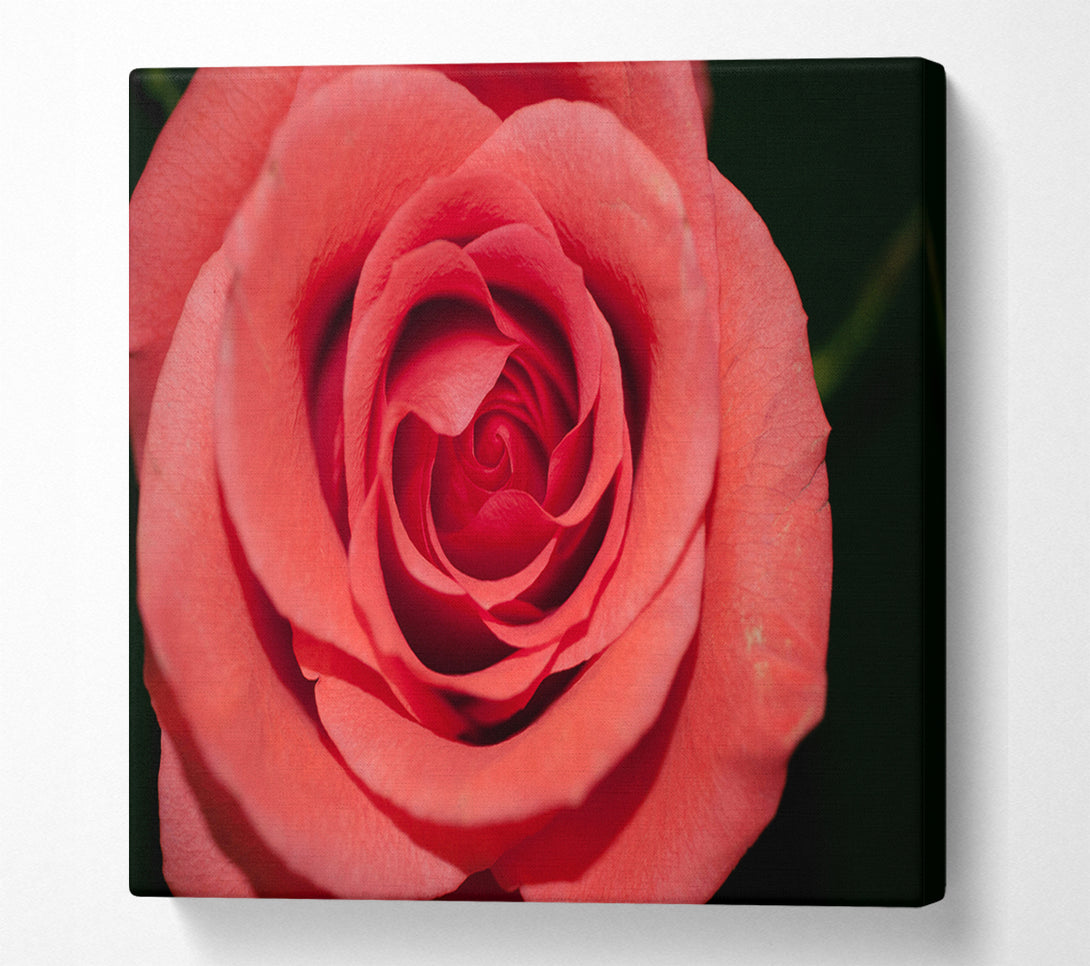  A Canvas Print of Rose coloured flower Canvas Art