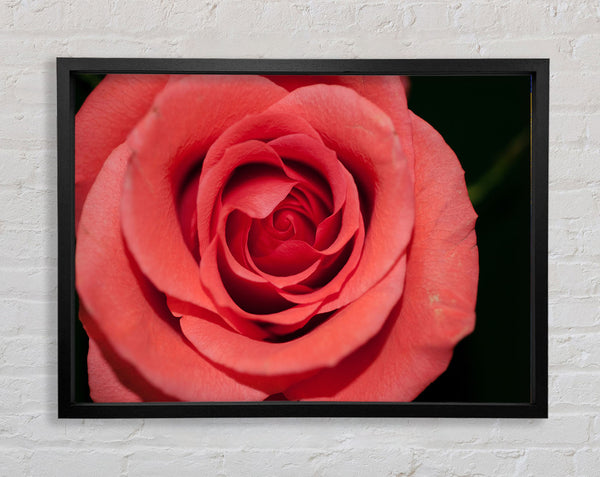 Rose coloured flower Framed Print