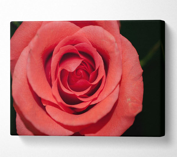 A Canvas Print of Rose coloured flower Canvas Art