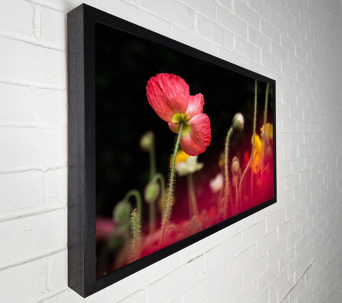  A Canvas Print of Poppy standing tall Canvas Print