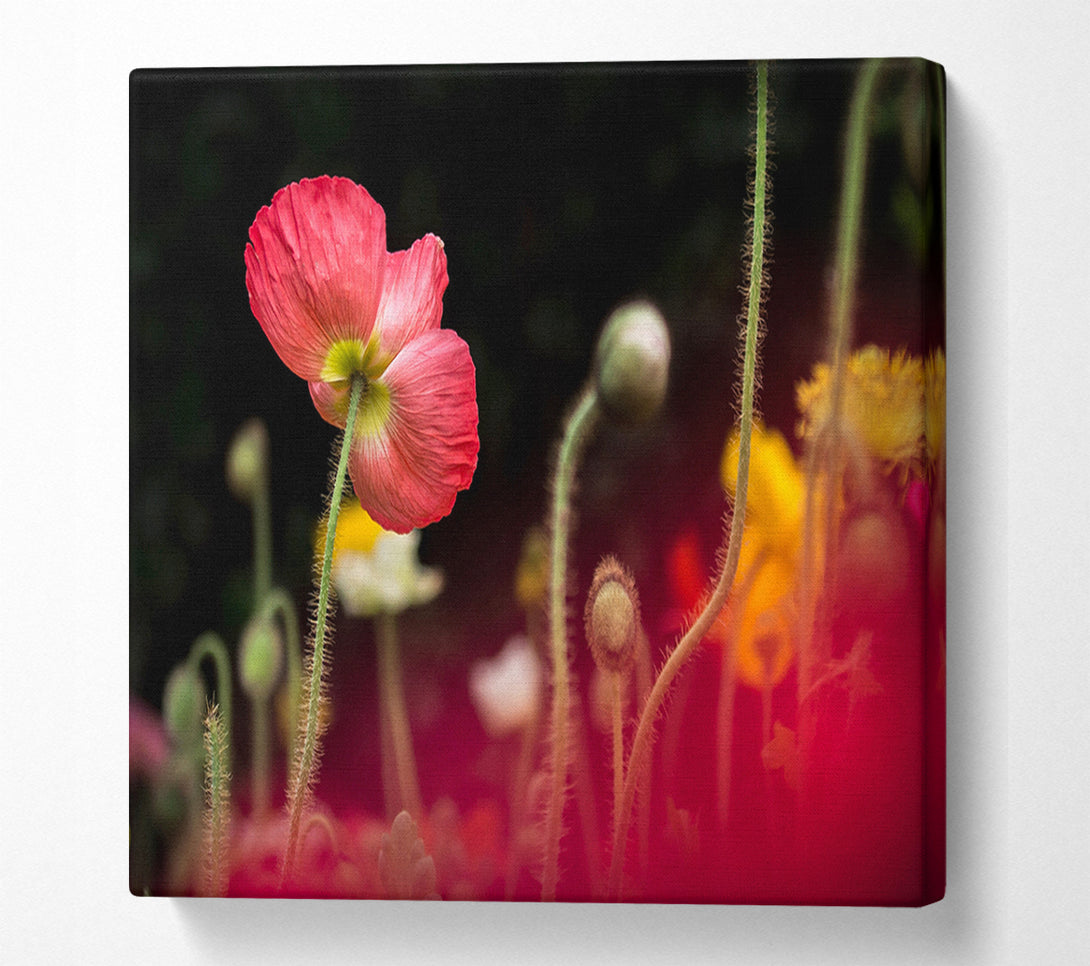  A Canvas Print of Poppy standing tall Canvas Print