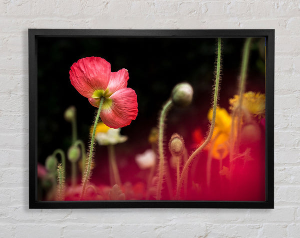 Poppy standing tall Framed Print