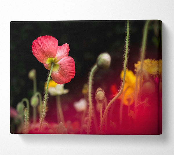  A Canvas Print of Poppy standing tall Canvas Print