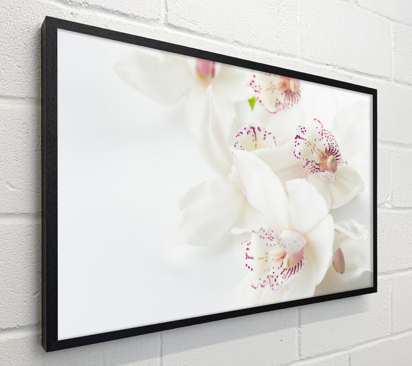 Orchid bliss
