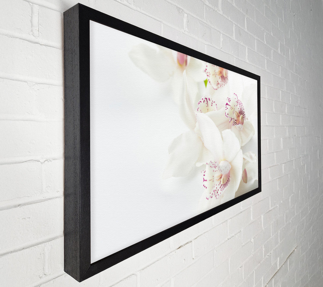  A Canvas Print of Orchid bliss Canvas Wall Art