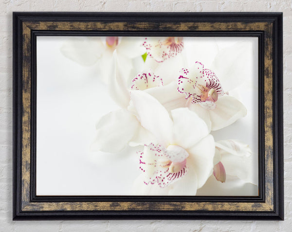 Orchid bliss Framed Print