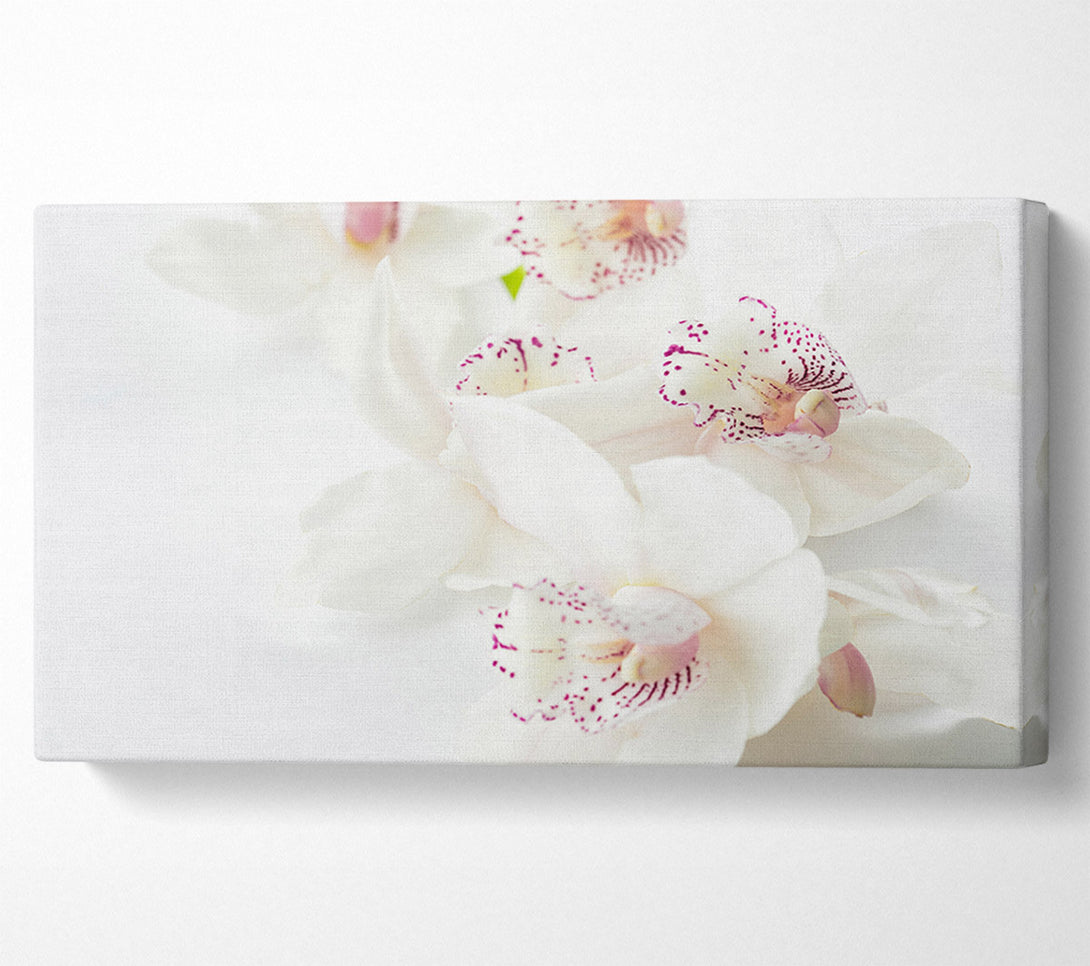  A Canvas Print of Orchid bliss Canvas Wall Art