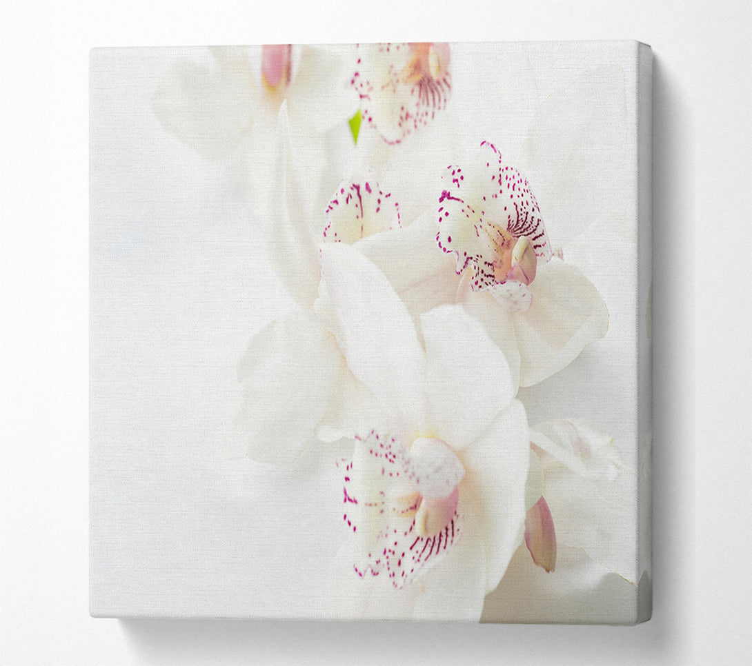  A Canvas Print of Orchid bliss Canvas Wall Art