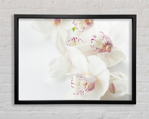 Orchid bliss Framed Print