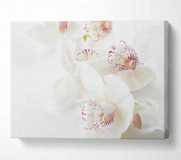  A Canvas Print of Orchid bliss Canvas Wall Art