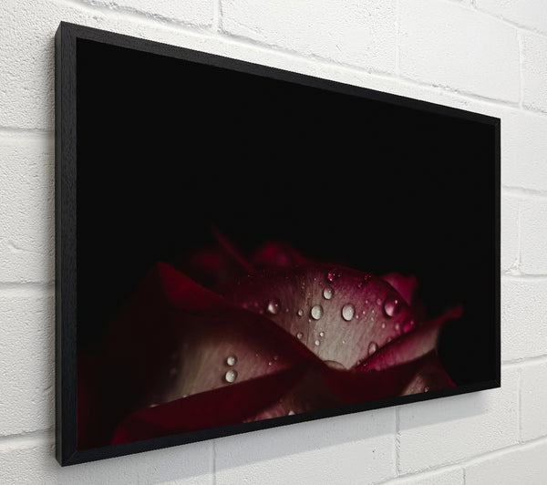 water droplets falling off a flower