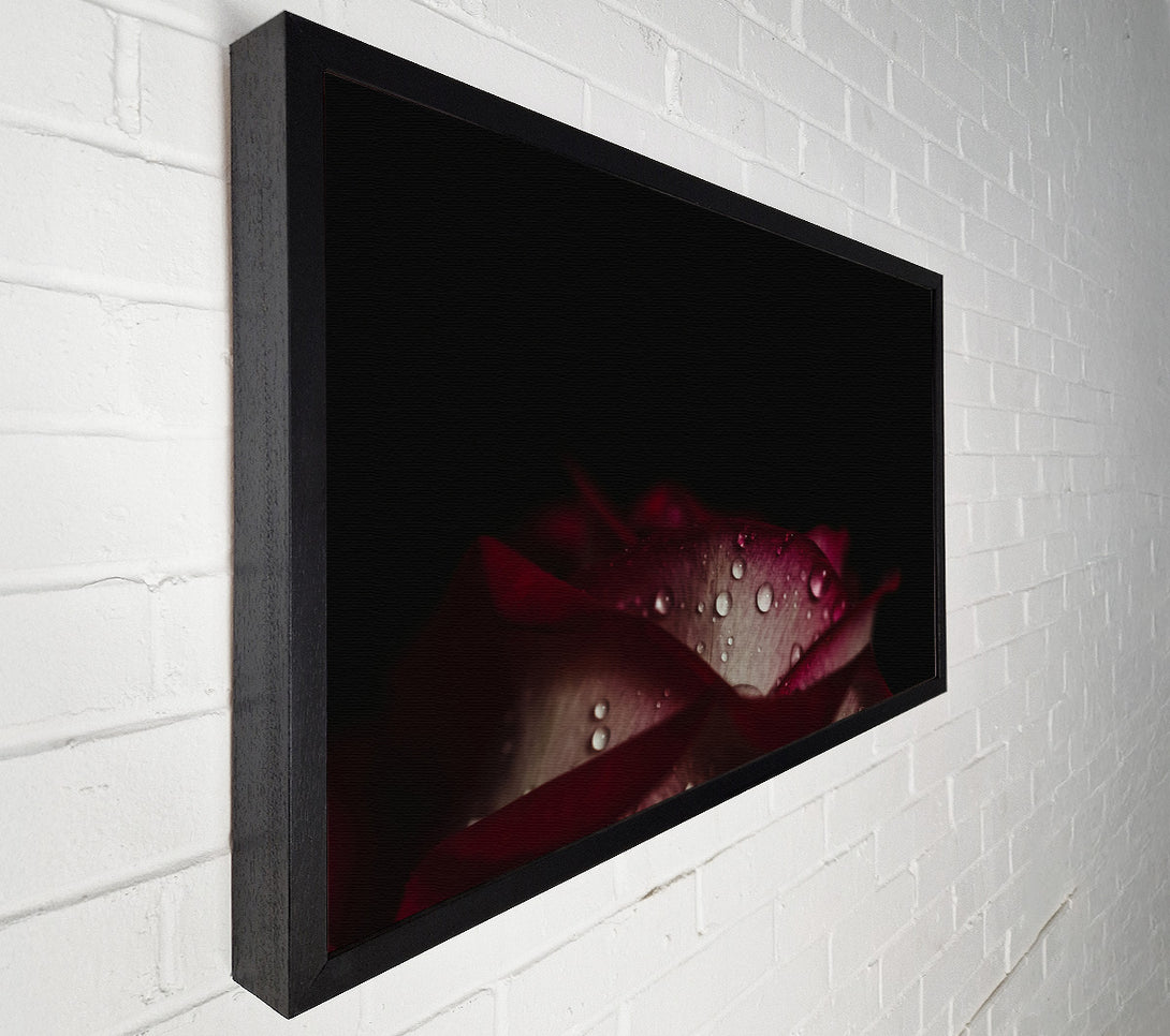  A Canvas Print of water droplets falling off a flower Canvas Art