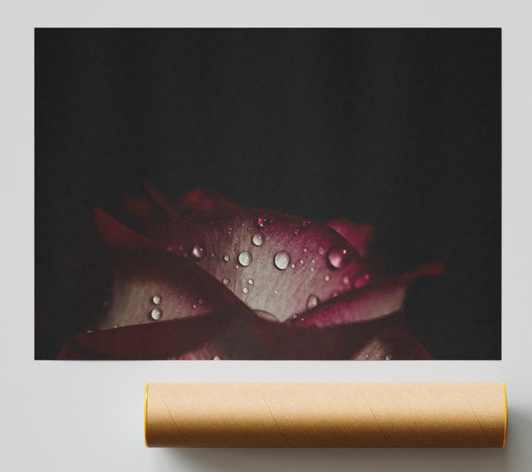 Water Droplets Falling Off A Flower Poster