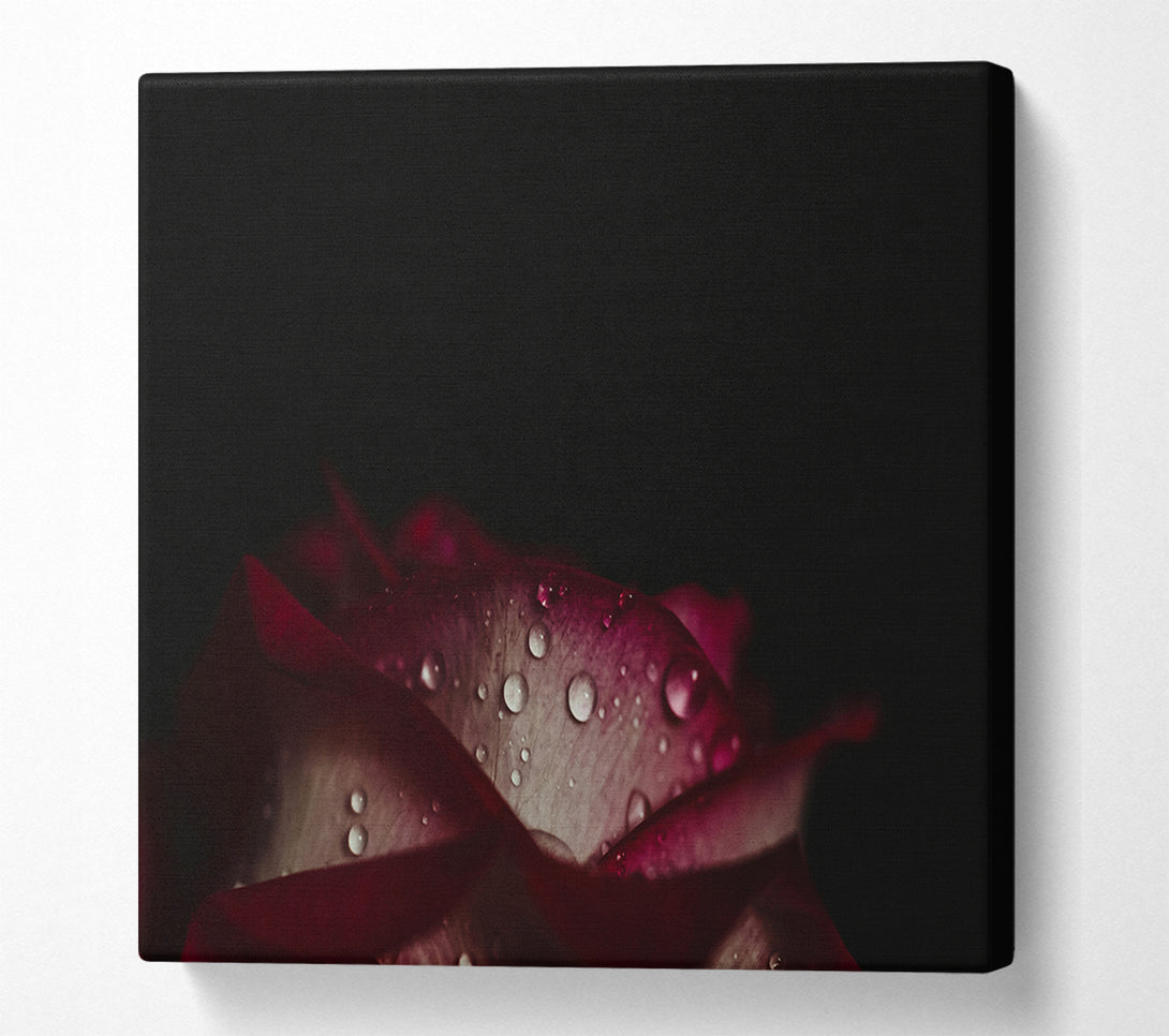  A Canvas Print of water droplets falling off a flower Canvas Art