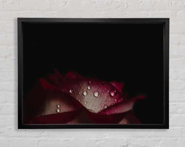 water droplets falling off a flower Framed Print