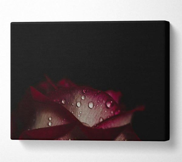  A Canvas Print of water droplets falling off a flower Canvas Art