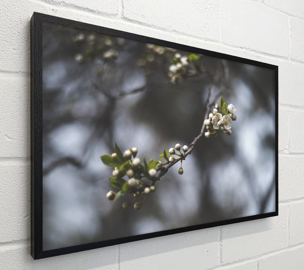 White blossom tree in soft focus