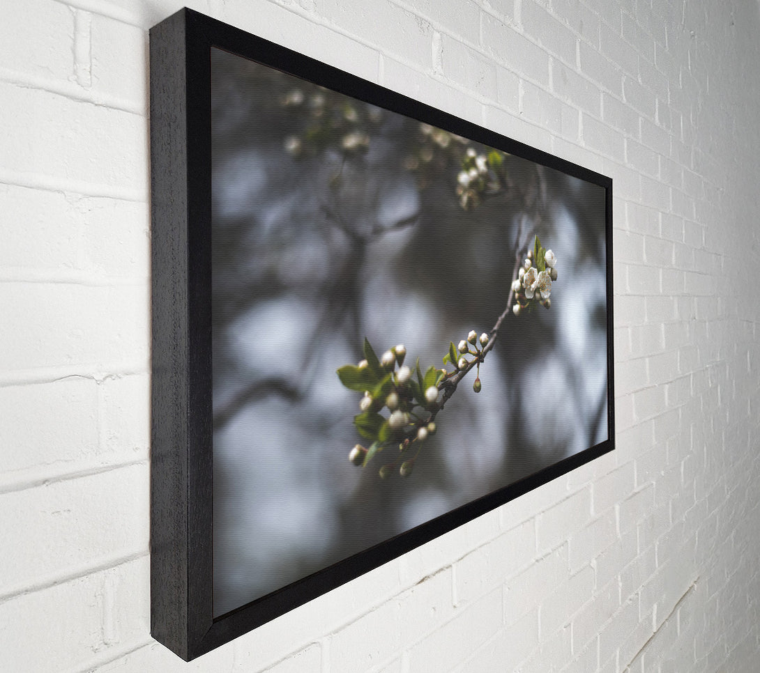  A Canvas Print of White blossom tree in soft focus Canvas Print