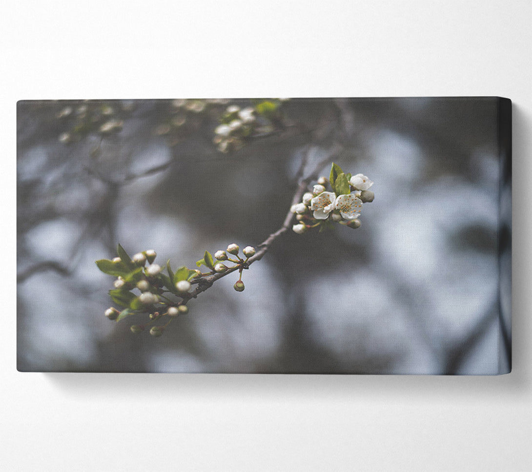  A Canvas Print of White blossom tree in soft focus Canvas Print
