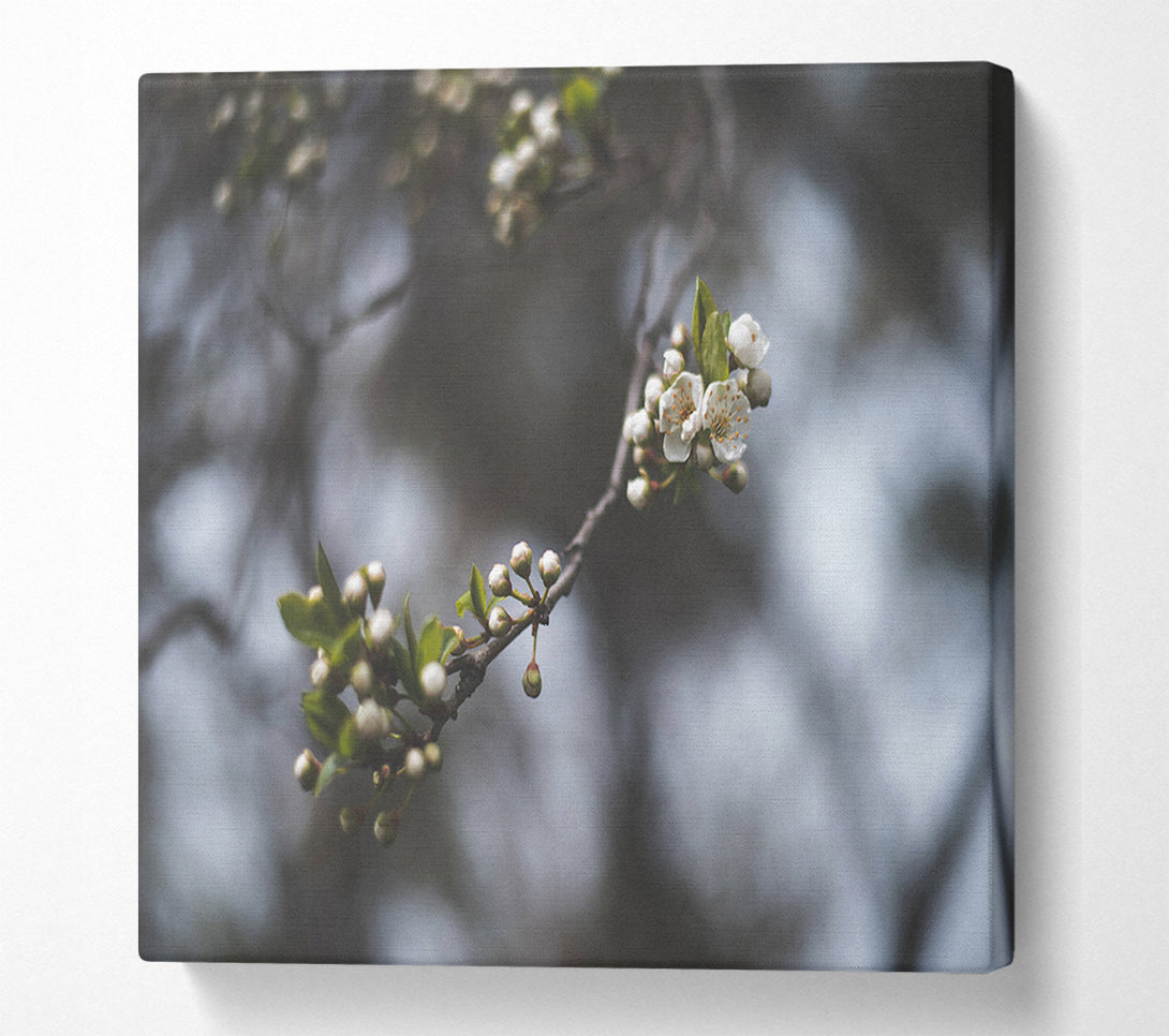  A Canvas Print of White blossom tree in soft focus Canvas Print