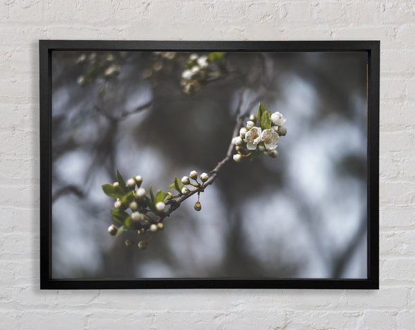 White blossom tree in soft focus Framed Print
