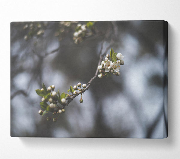  A Canvas Print of White blossom tree in soft focus Canvas Print