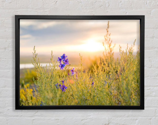 Purple flower suspended in the sunlight Framed Print