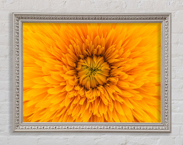 Gorgeous yellow flower delight Framed Print
