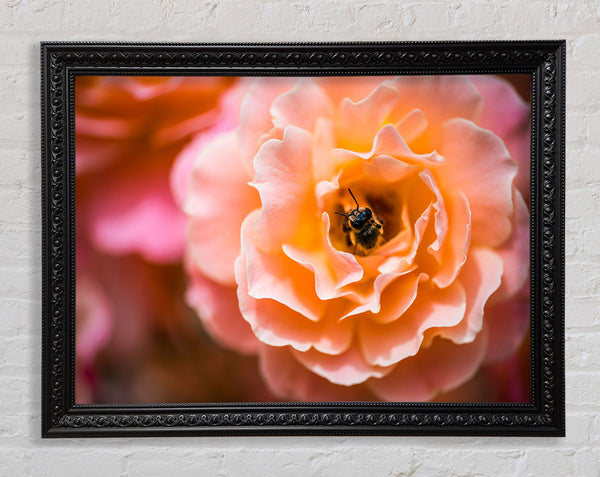 Bee chilling in a flower Framed Print