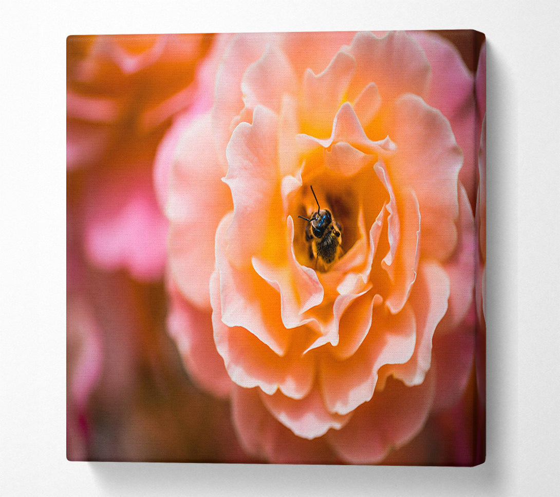  A Canvas Print of Bee chilling in a flower Canvas Print