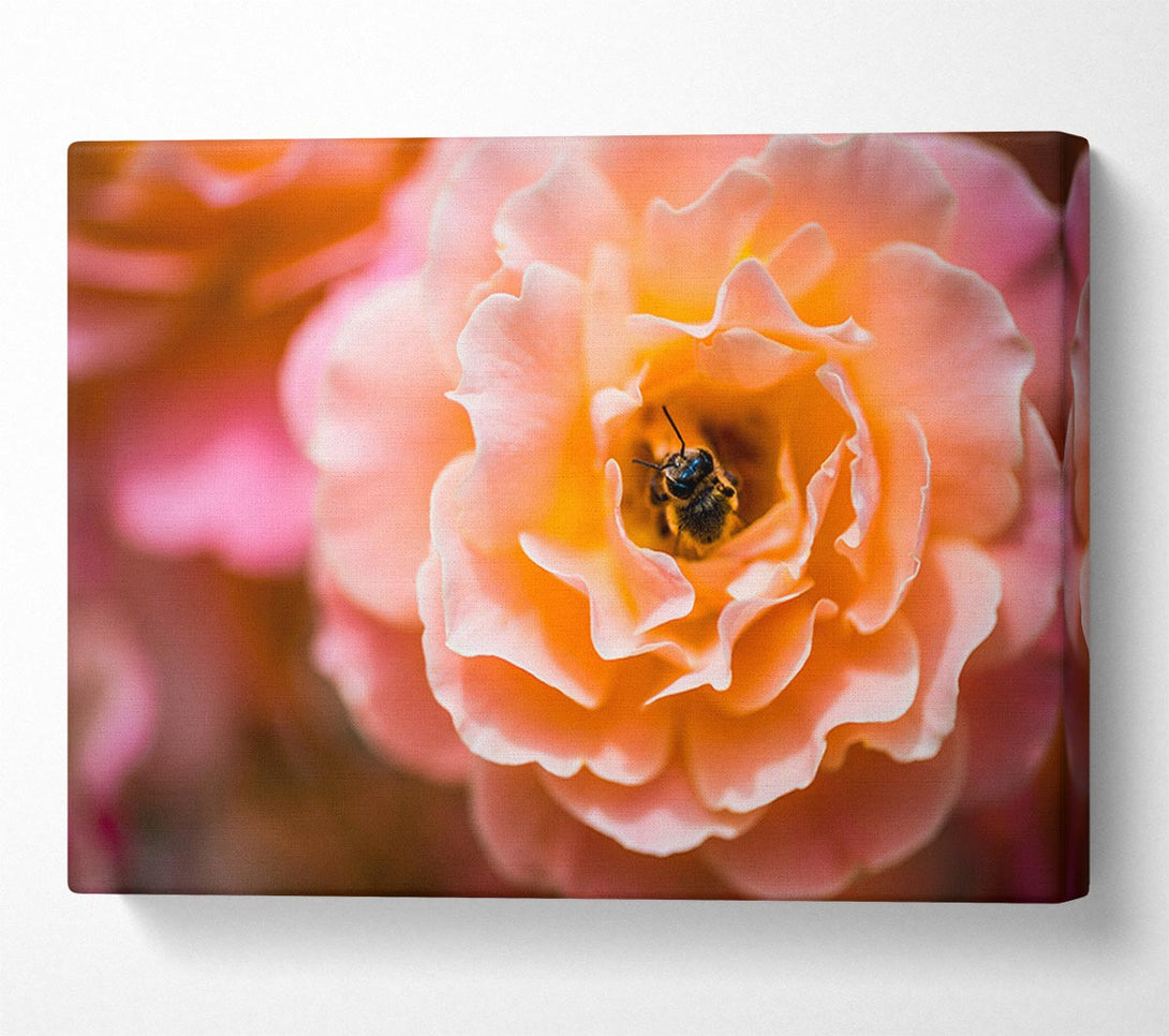  A Canvas Print of Bee chilling in a flower Canvas Print