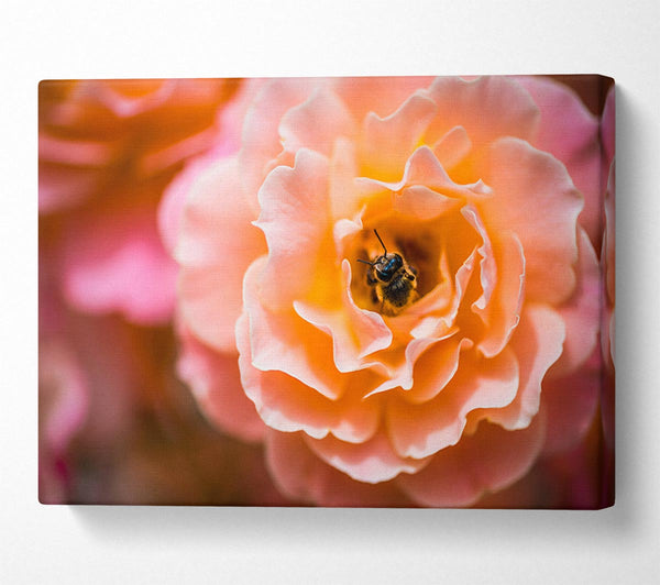  A Canvas Print of Bee chilling in a flower Canvas Print