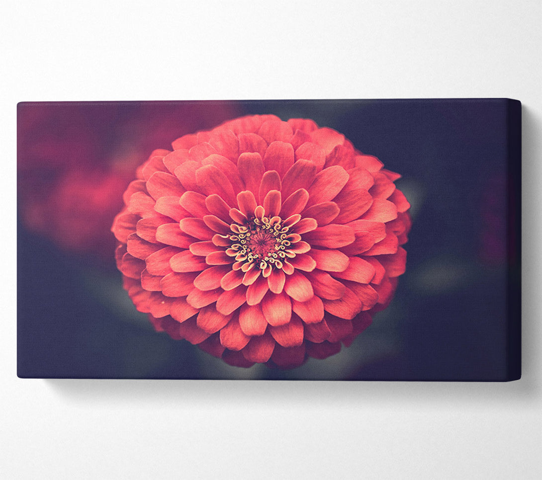  A Canvas Print of Circular flower perfectly balanced Canvas Wall Art
