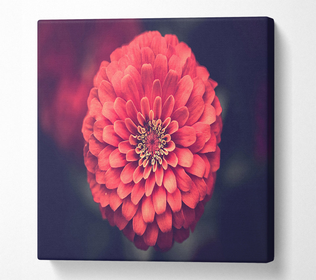  A Canvas Print of Circular flower perfectly balanced Canvas Wall Art