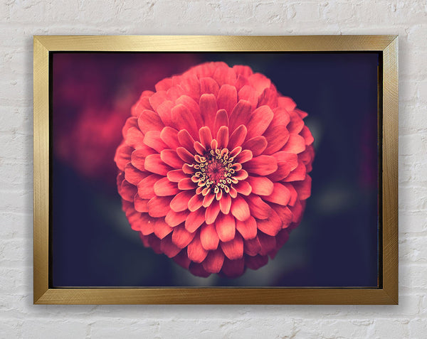Circular flower perfectly balanced Framed Print