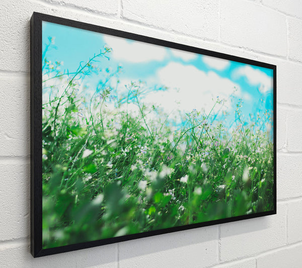 Wild flowers in the spring meadow